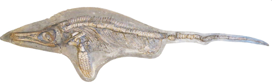 Protoichthyosaurus applebyi fossil specimen.