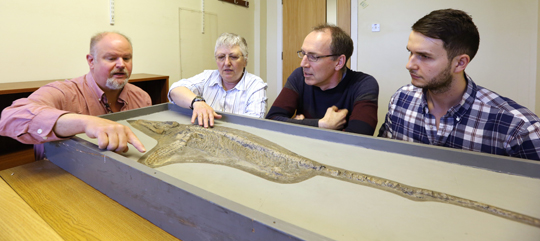 A Protoichthyosaurus fossil is studied by palaeontologists.