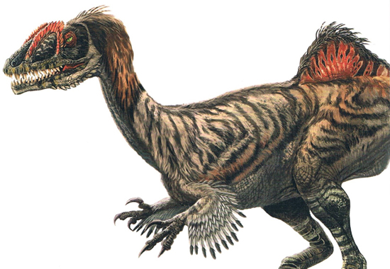 Concavenator dinosaur illustration (Zhao Chuang)