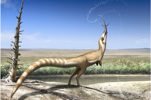 An illustration of Sinosauropteryx prima.