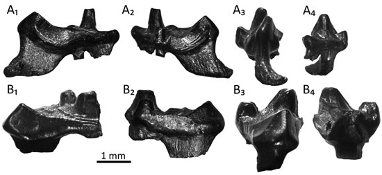 Purbeck Mesozoic mammal teeth.