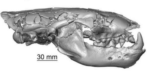 Digitally restored cranium of S. melilutra right lateral view.
