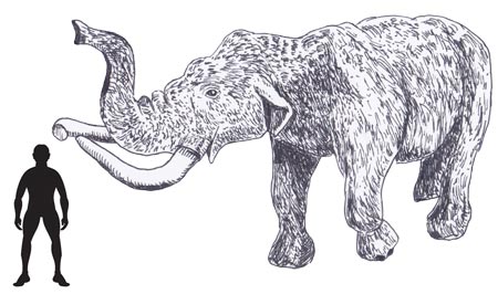 Scale Drawing American Mastodon.