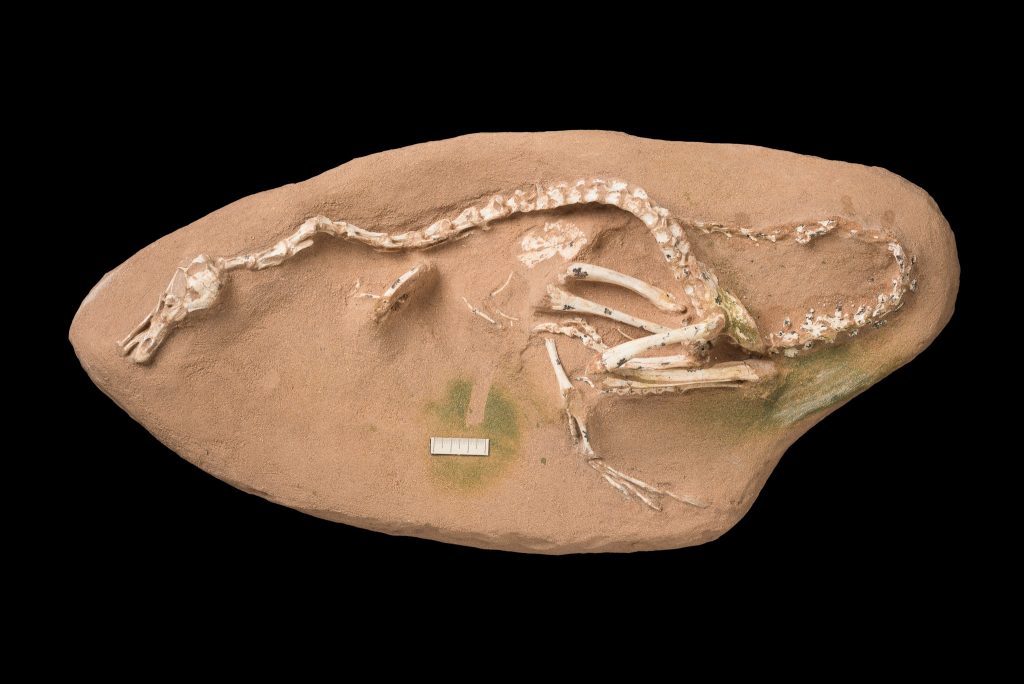 Halszkaraptor escuilliei holotype.