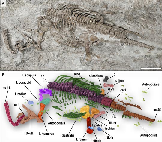 Rhaeticosaurus fossil (A) with line drawing below (B).