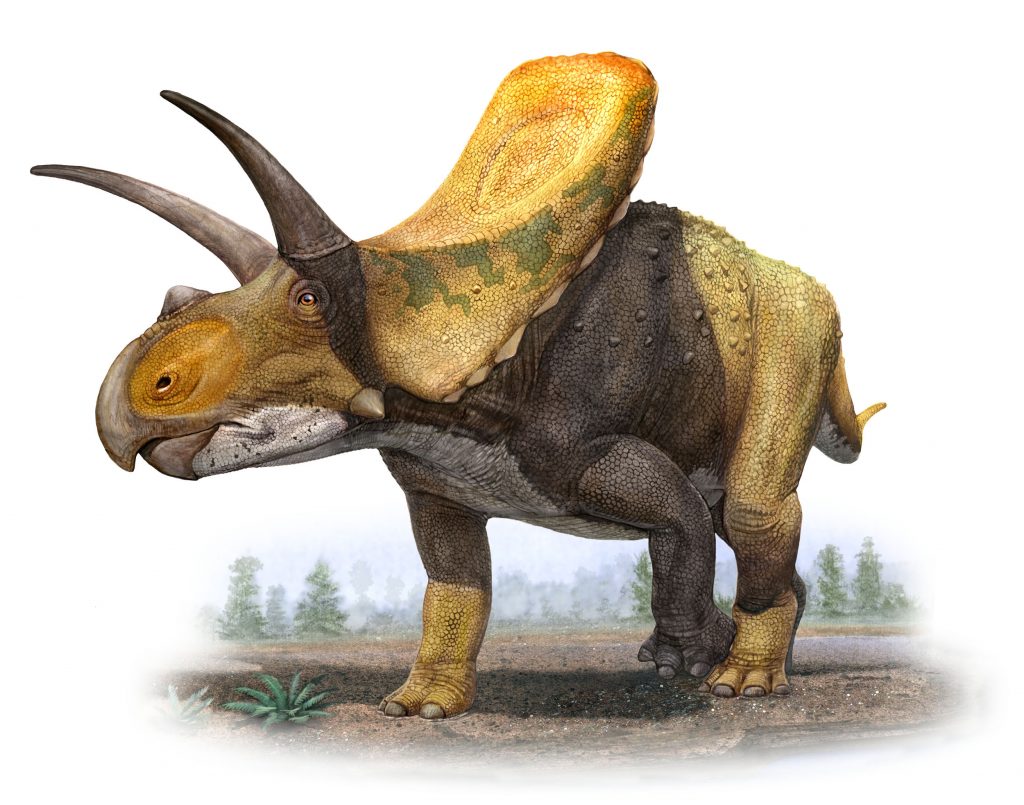 Torosaurus illustrated.