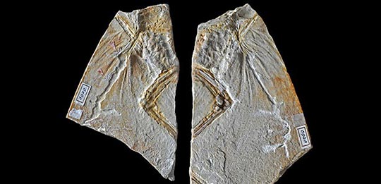 Ostromia crassipes holotype fossil.