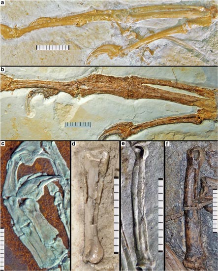 Theropod manual phalanges comparison.