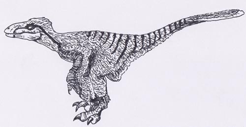 A feathered "raptor" drawing.