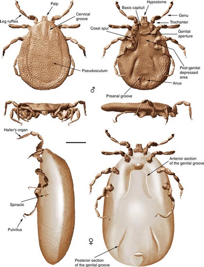 Illustrations of male and female Cretaceous Ticks (D. draculi)