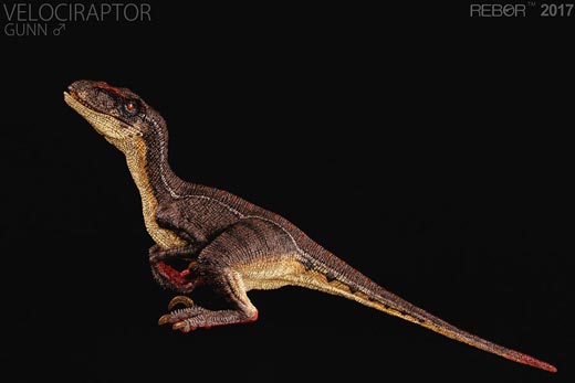 "Gunn" the Rebor Velociraptor.