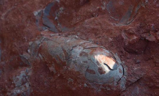 A fossilised dinosaur egg.