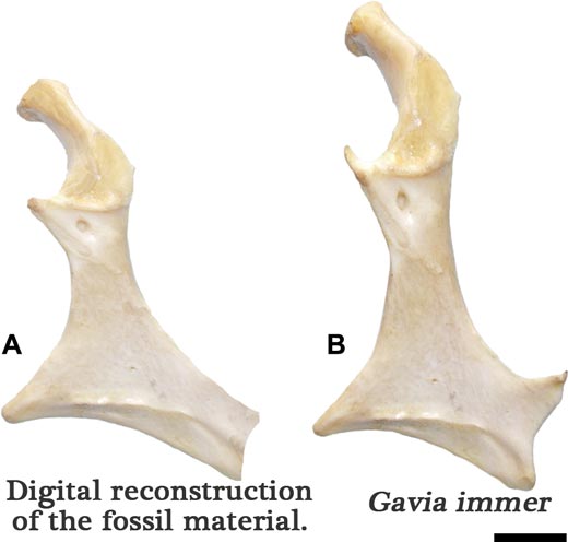 Comparing coracoids - Maaqwi cascadensis compared to the coracoid of an extant bird (Common Loon - Gavia immer).