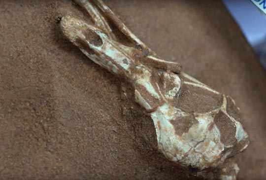 Halszkaraptor escuilliei skull (ESRF).