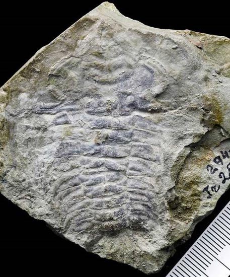 Schmidtiellus reetae fossil.