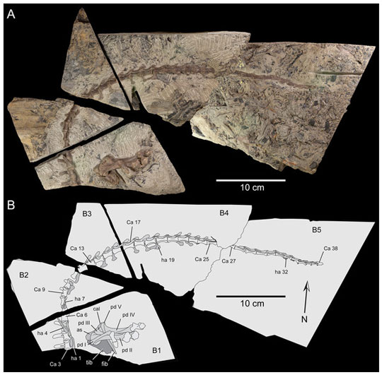 The holotype of Diluvicursor and a schematic drawing
