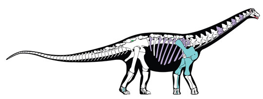 Mansourasaurus shahinae skeleton reconstruction.