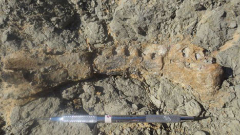 Mansourasaurus jawbone fossil.