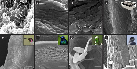 Nanostructures in Caihong juji compared to melanosomes in living birds.