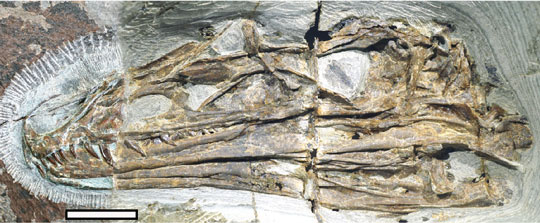 Skull of the newly described Caihong juji (left lateral view).