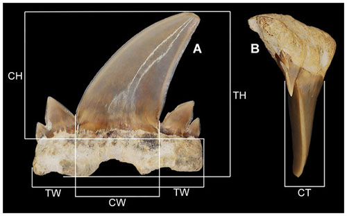 Cretalamna fossil tooth.