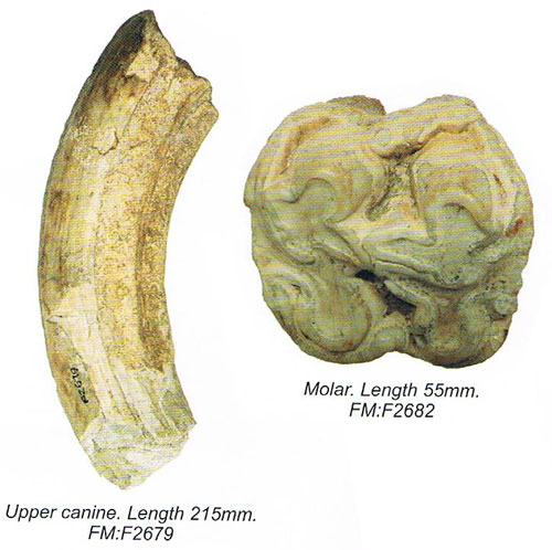 Folkestone fossils - Teeth from a Hippopotamus.