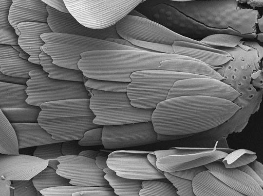 A scanning electron microscope image of Glossata wing scales.