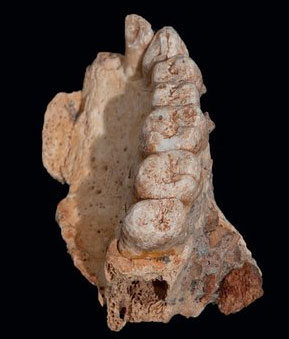 Modern human jawbone fossil.