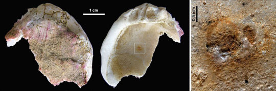 Shell Fragment with Signs of Pigmentation.