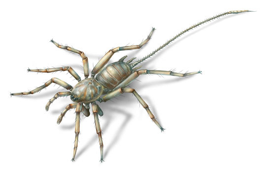 Cretaceous spider illustrated (Chimerarachne yingi).