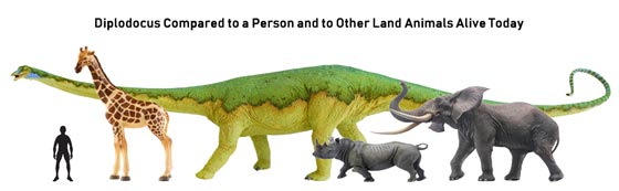 How big was Diplodocus?