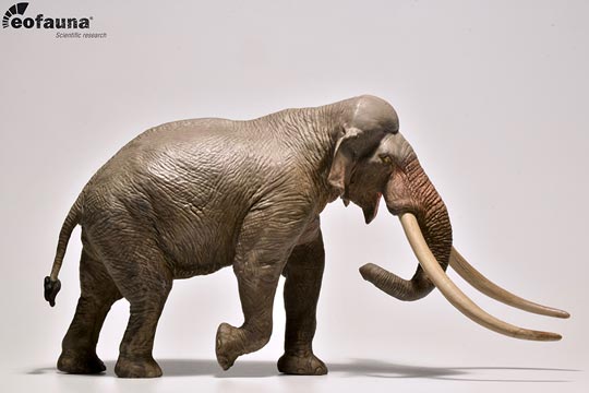 Straight-tusked elephant model.