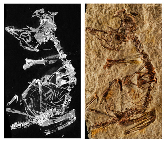 Phosphorous mapping and a photograph of the fossil.