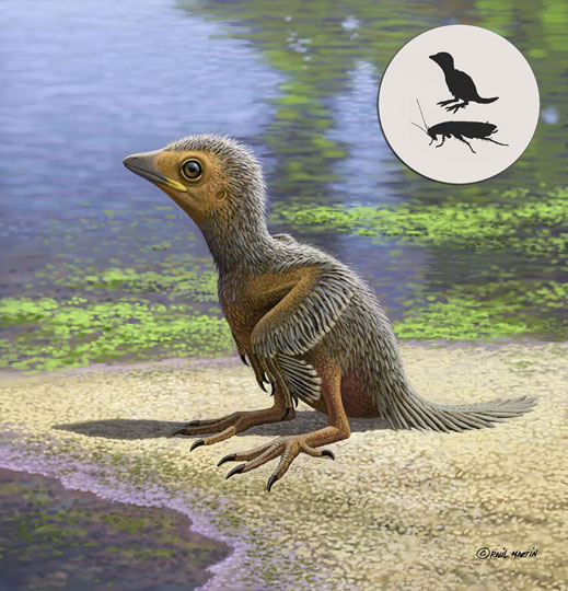 A reconstruction of the baby Cretaceous bird.f