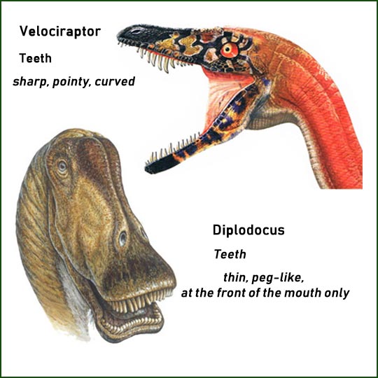 Teeth comparison (Velociraptor and Diplodocus).