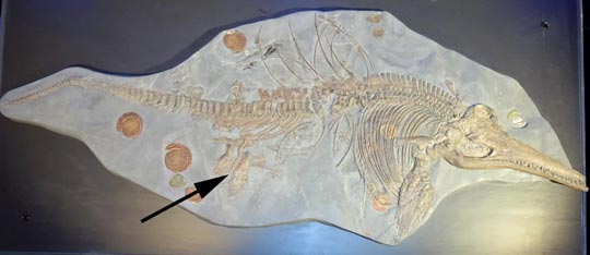 Ichthyosaurus somersetensis specimen.