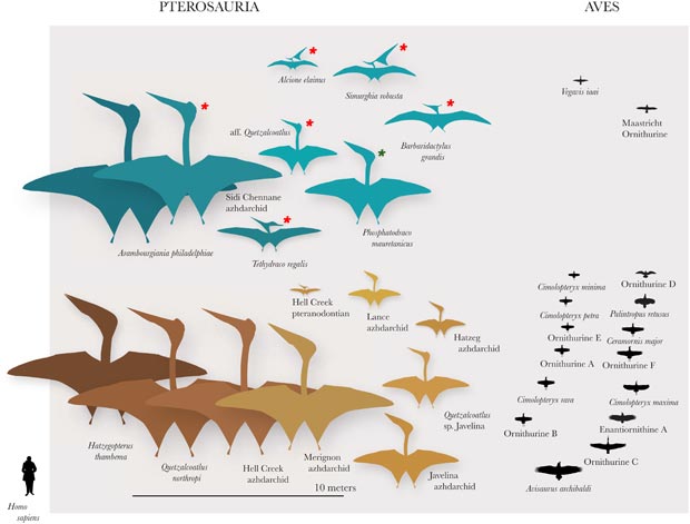 Late Cretaceous birds compared to Late Cretaceous Pteosaurs