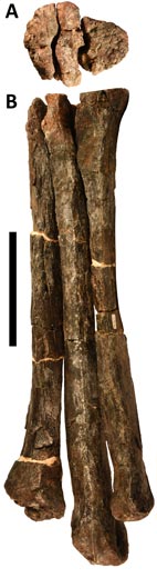 Fossil foot bones of Arkansaurus.
