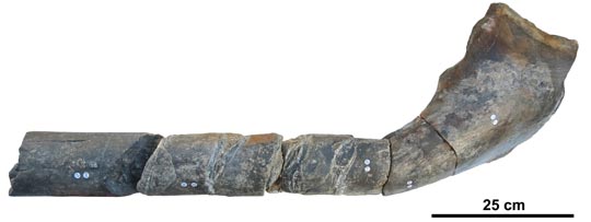 Incomplete surangular from a giant Triassic Ichthyosaur.