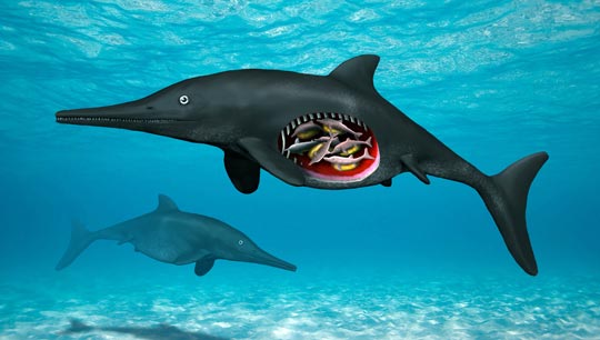 Pregnant Ichthyosaur.