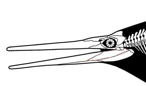 The surangular bone of Shonisaurus is highlighted.