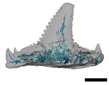 Shark fossil tooth C. wortheni.