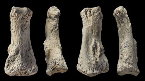 Ancient human finger bone from Saudi Arabia.