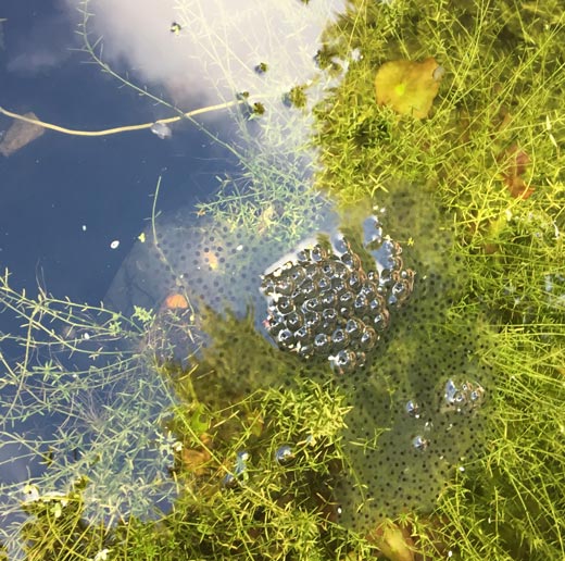 Frog spawn in the office pond (2018).