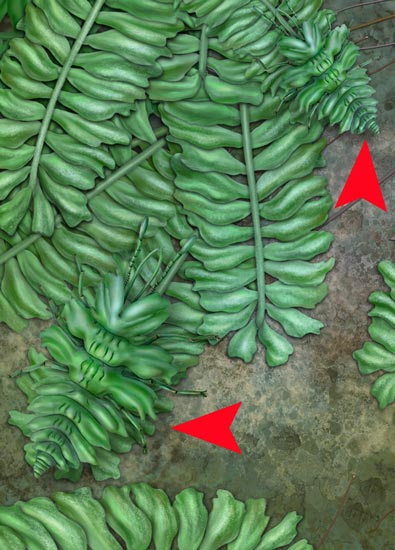 Phyllochrysa huangi camouflaged on the liverworts (highlighted by arrows).