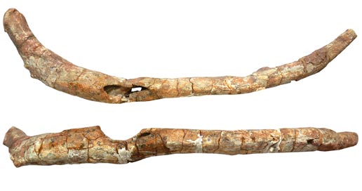 A damaged rib of a Lufengosaurus.