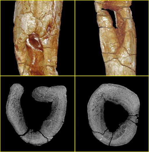 Lufengosaurus rib pathology caused by a bite.