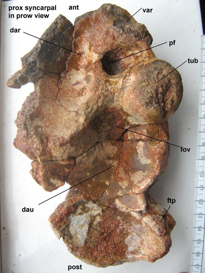 Azhdarchid Pterosaur wrist bone (Hateg Formation).