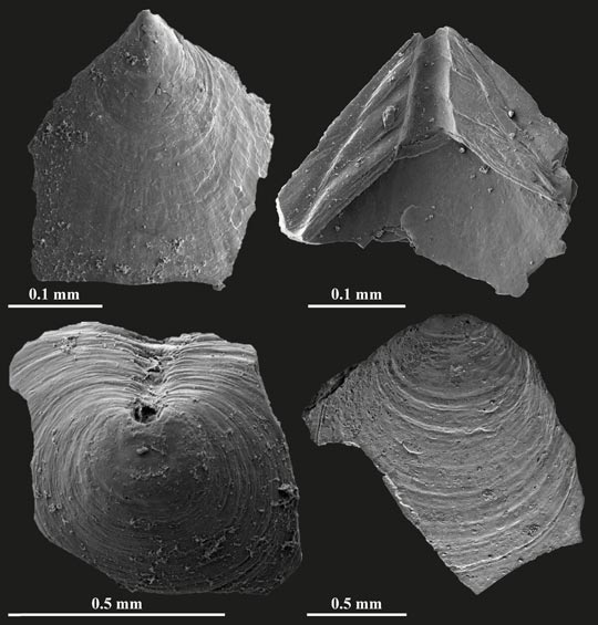 SEM images of brachiopods.