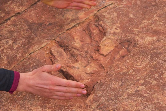 Dinosaur fossil footprint (Utah).